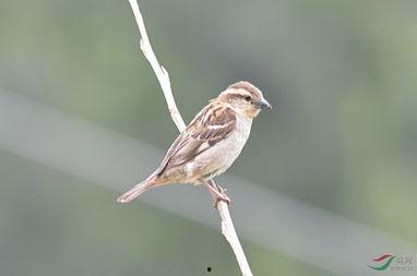 她不知道名字的那些鳥兒,揭秘她所不知的鳥兒世界